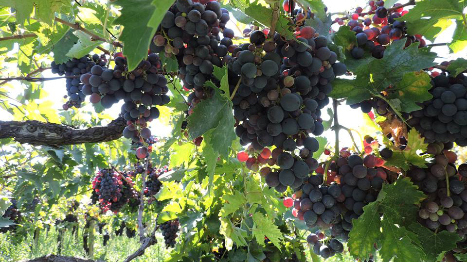 Cantina Ripa Teatina VIVERE L'ABRUZZO