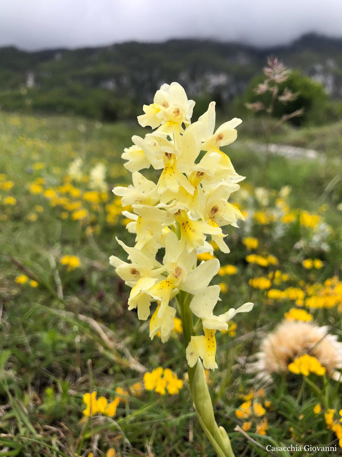 PALENA E LA FIORITURA DELLE ORCHIDEE (6)